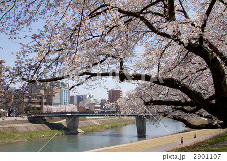 足羽川の桜 足羽川の桜 2901107