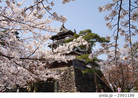 丸岡城 丸岡城 2901186