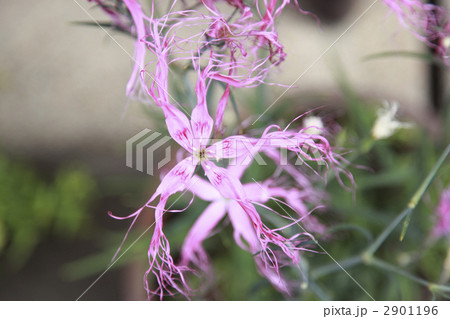 伊勢ナデシコ 2901196