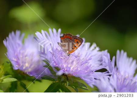 ベニシジミとストケシア 2901203