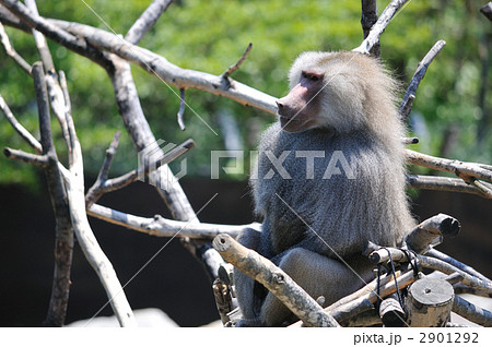 マントヒヒ マントヒヒ 2901292
