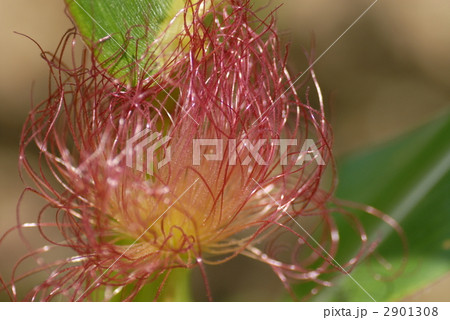 トウモロコシの雌花 2901308