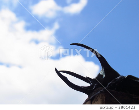 アトラスオオカブト 2901423