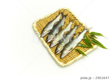 獲れたての天然鮎 2901647