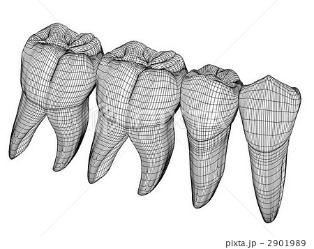 臼歯 臼歯 2901989