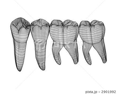 臼歯 臼歯 2901992