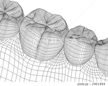 臼歯のイラスト素材 [2901994] - PIXTA