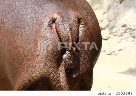 カバの尻尾 カバの尻尾 2902893