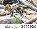 アムールヒョウ 2902920