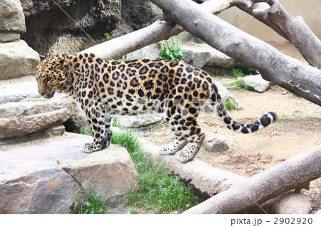 アムールヒョウ アムールヒョウ 2902920
