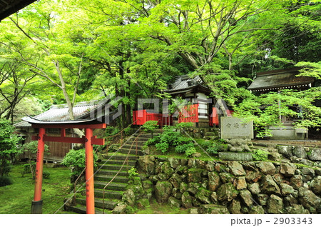 京都　揚谷寺の新緑 2903343