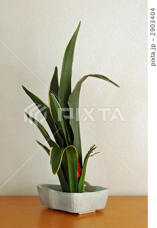 万年青（おもと） 2903404