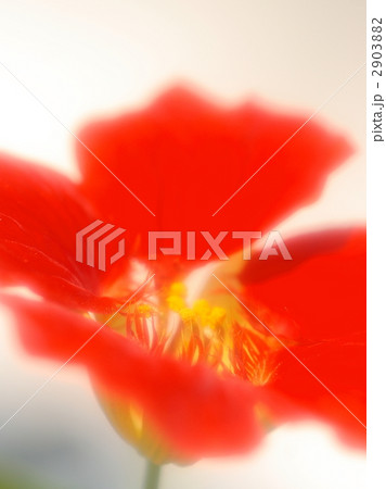 ナスタチウム 2903882