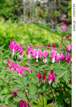 タイツリソウ 2904184