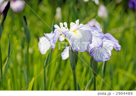 白い花びらに紫の縁の比類なき花菖蒲・立田川  2904489
