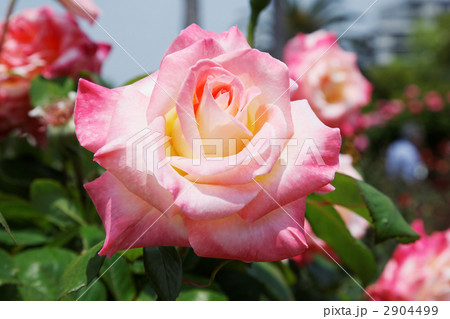 クリームに桃の複色の気品ある薔薇・ダイアナプリンセスオブウェールズ 2904499