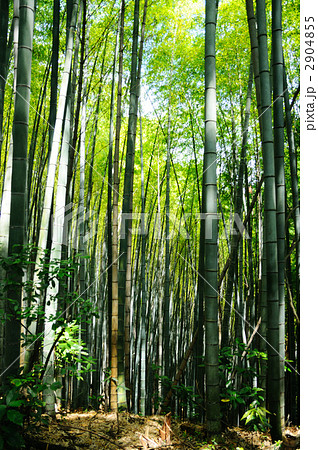 晴天の竹林 2904855