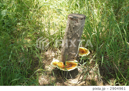 猿のこしかけ 2904961