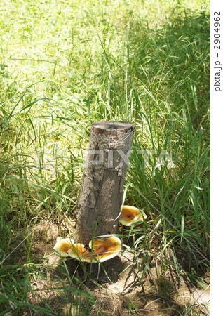 猿のこしかけ 2904962