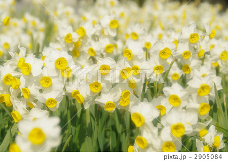 水仙の花 2905084