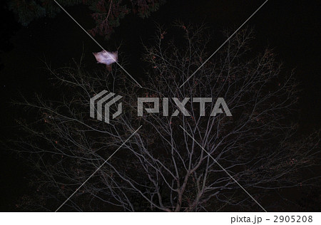 ムササビの滑空！ 2905208