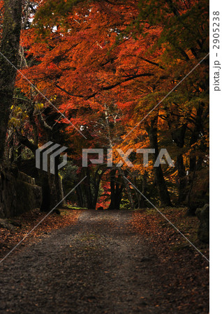 岡城阯の紅葉 2905238