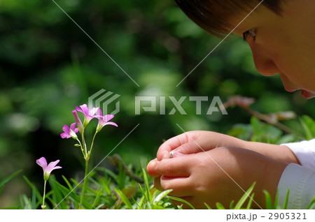 紫方喰（ムラサキカタバミ）と子供のシルエット 2905321