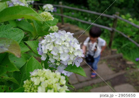 アジサイと子供背景 2905650