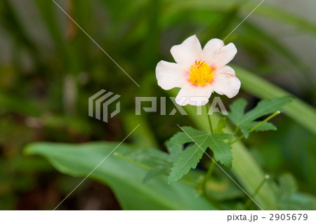 マルバストラムの花 マルバストラムの花 2905679