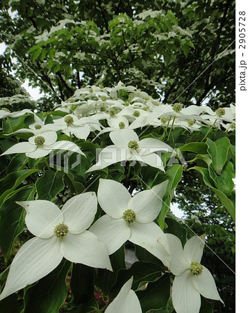 山ぼうし 山ぼうし 2905728