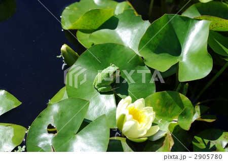 ニホンアマガエルとスイレン 2905780