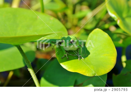 ニホンアマガエルとスイレン 2905793