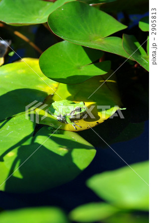 ニホンアマガエルとスイレン 2905813