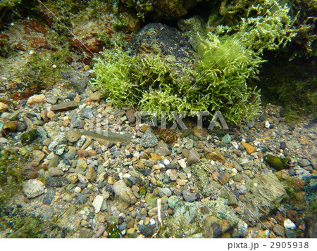 アブラハヤ 2905938