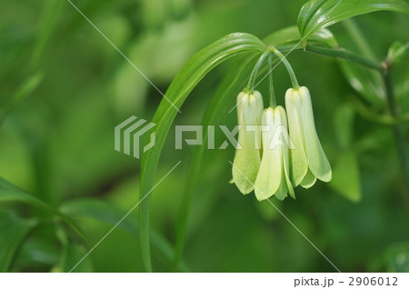 雑木林の白い百合 ~ホウチャクソウ~ 雑木林の白い百合 ~ホウチャクソウ~ 2906012