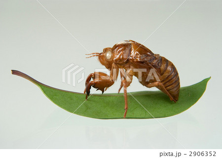 蝉の抜殻 2906352