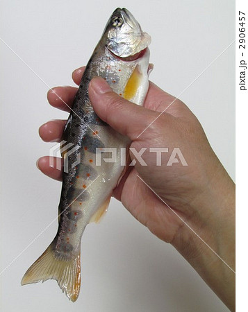 アマゴを持つ 2906457