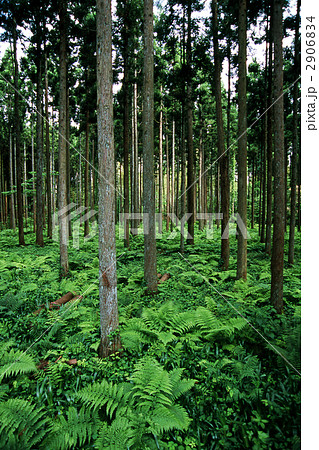 杉の木立とシダ類 杉の木立とシダ類 2906834