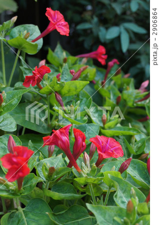 夏の花 2906864