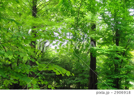 6月 カツラ・カツラ科07新緑 6月 カツラ・カツラ科07新緑 2906918