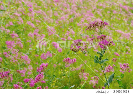 6月　シレネ・ナデシコ科03 2906933