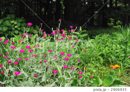 6月　スイセンノウ・ナデシコ科07 2906935