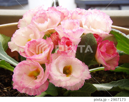 ピンク色のプリムラ 2907173