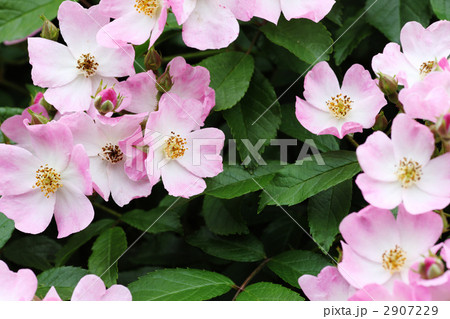 バレリーナ 2907229