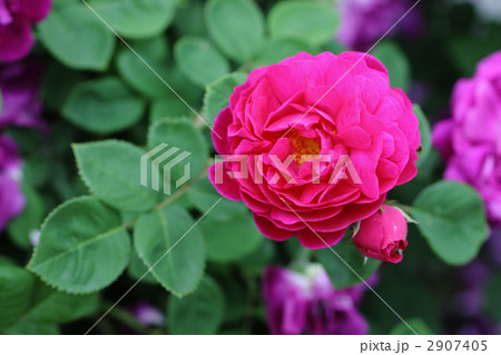 ジプシーボーイ 2907405