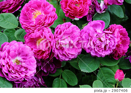 ジプシーボーイ ジプシーボーイ 2907406