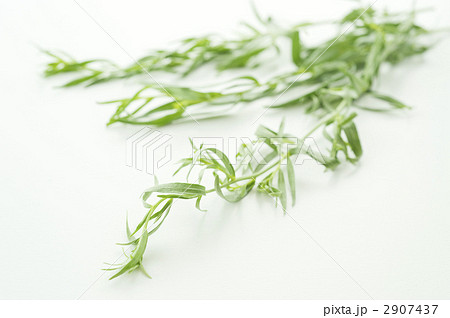 フレンチタラゴン（ハーブ） 2907437