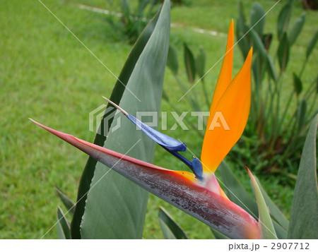 極楽鳥花 2907712