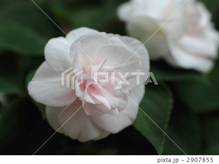 八重咲きインパチェンスの花 八重咲きインパチェンスの花 2907855