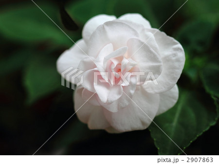 八重咲きインパチェンスの花 2907863